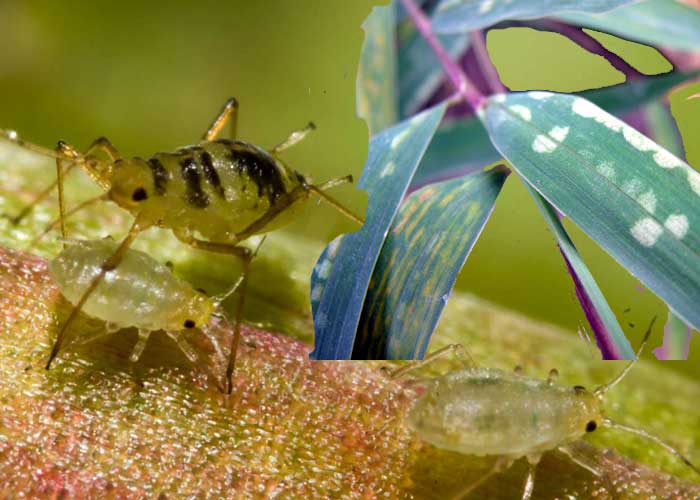 Disease and Pest Control for Bamboo Plants