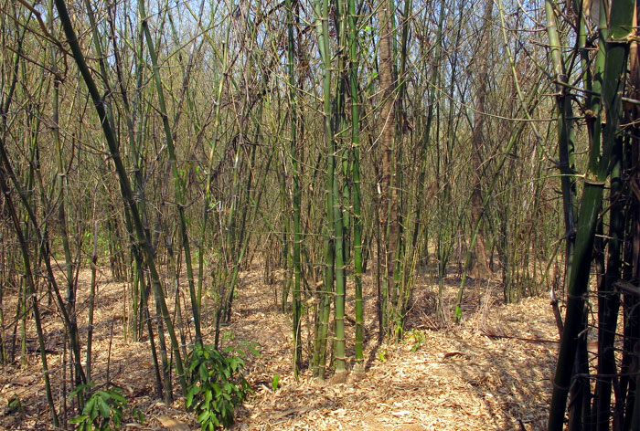 Bamboo Plantation Bamboo Info 4401