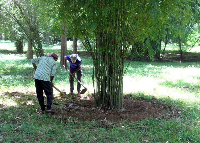 Weed Control for Bamboo Plants