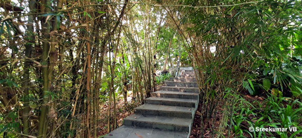 Landscaping with bamboo - Bambusa multiplex and Bambusa wamin