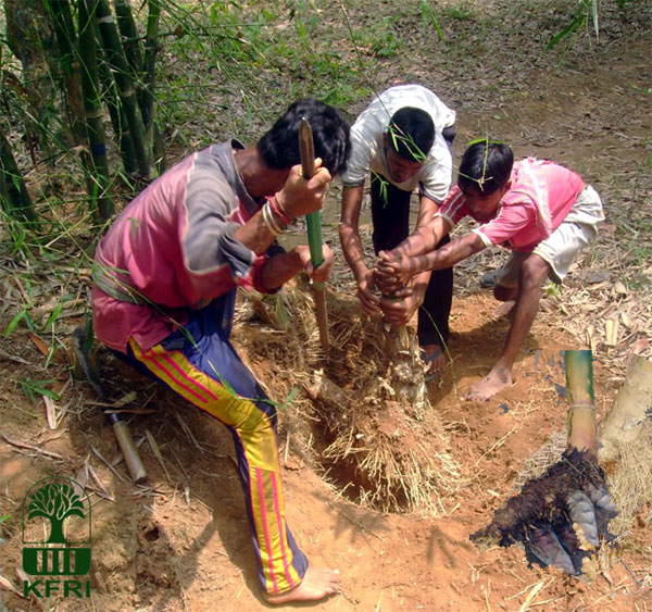 Bamboo Propagation using Rhizome cuttings