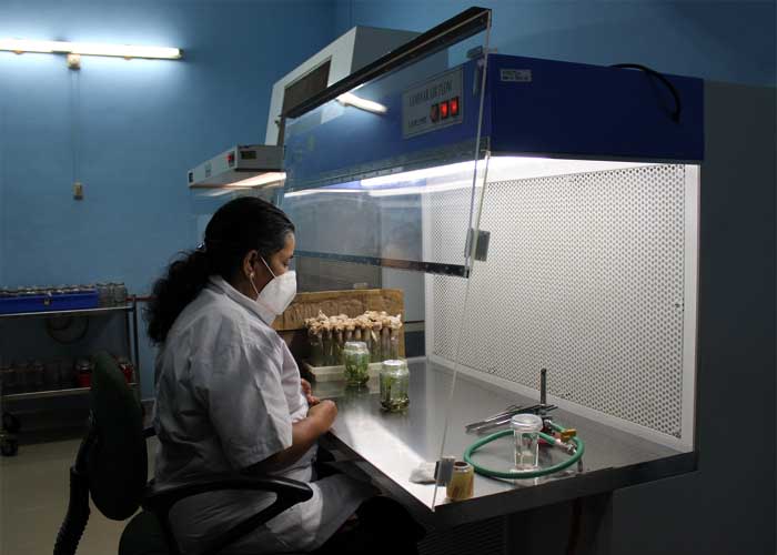 Bamboo tissue culture facility