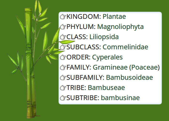 Bamboo Taxonomy