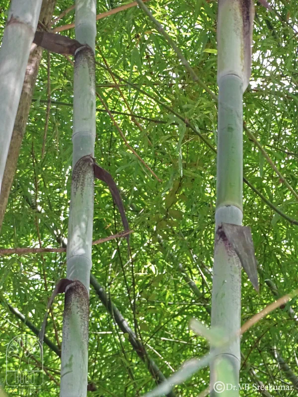 Bambusa longispiculata