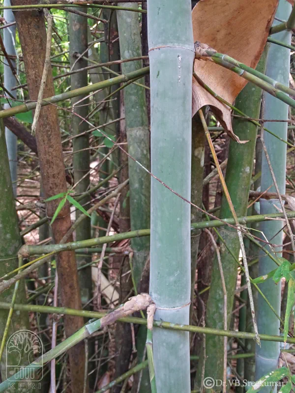 Bambusa longispiculata