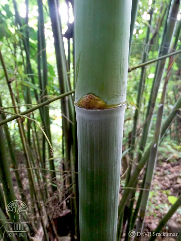 Bambusa nutans