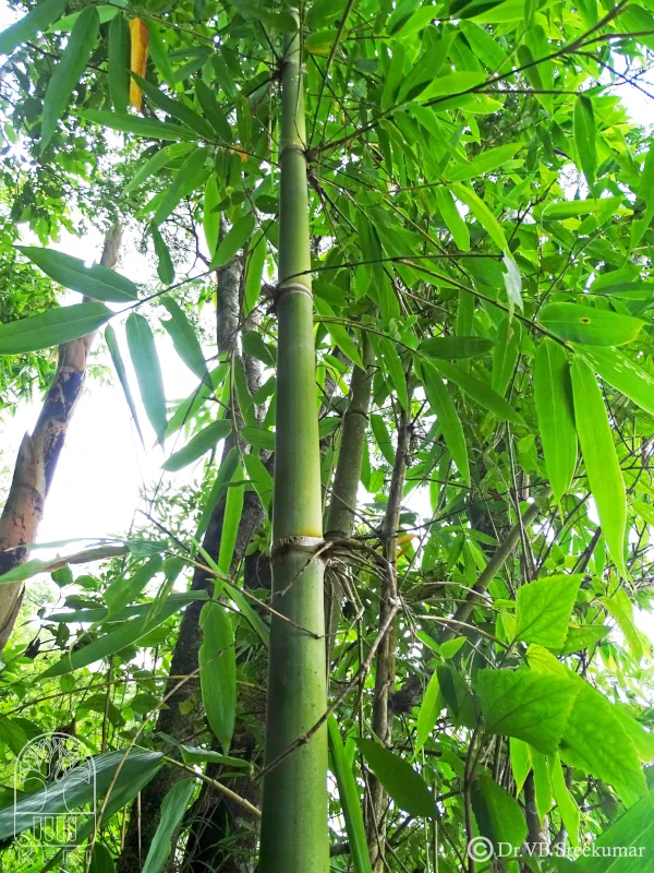 Bambusa nutans
