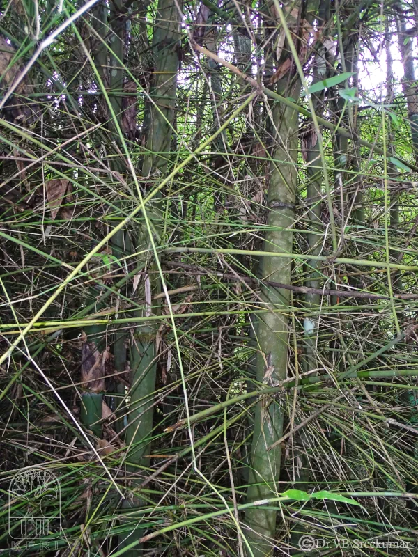 Bambusa pallida