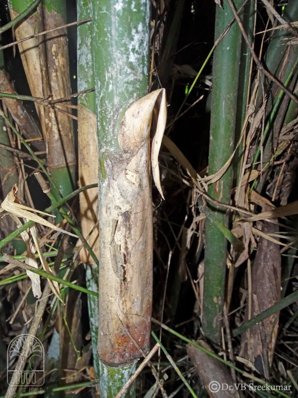 Bambusa pallida