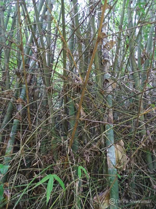 Bambusa teres