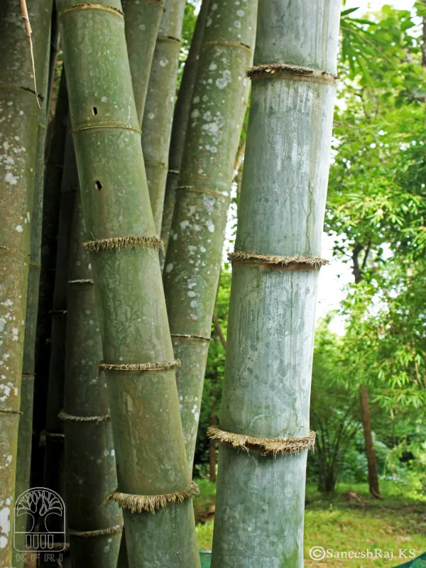 Dendrocalamus giganteus