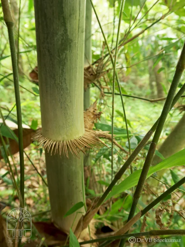 Dendrocalamus hamiltonii