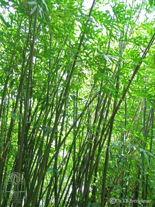 Dendrocalamus longispathus