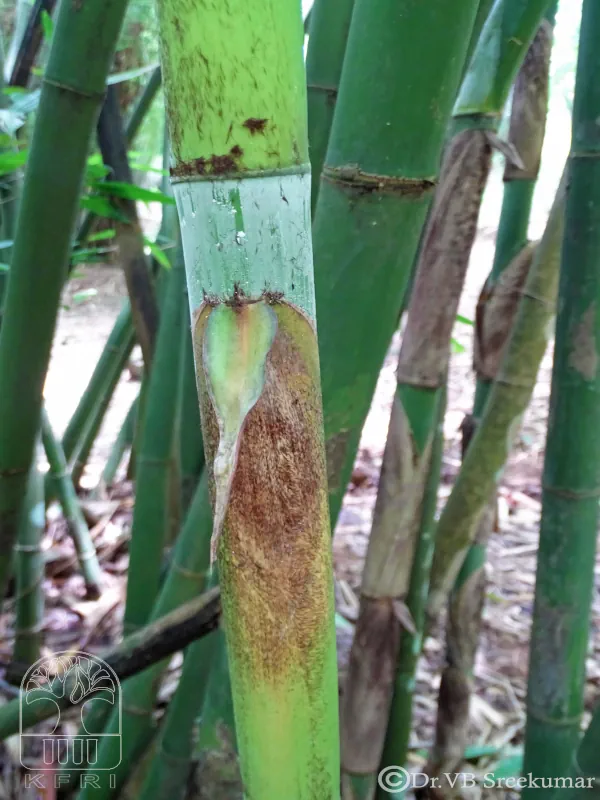 Dendrocalamus longispathus