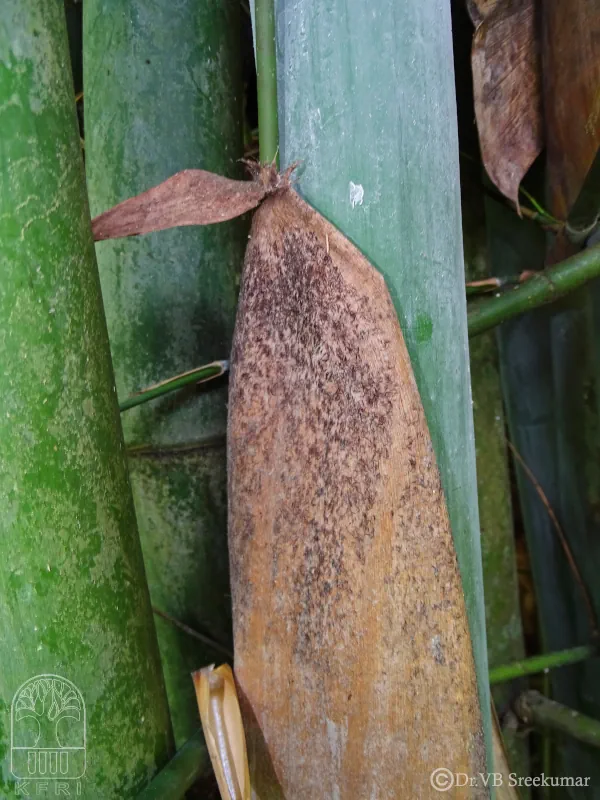 Dendrocalamus membranaceus