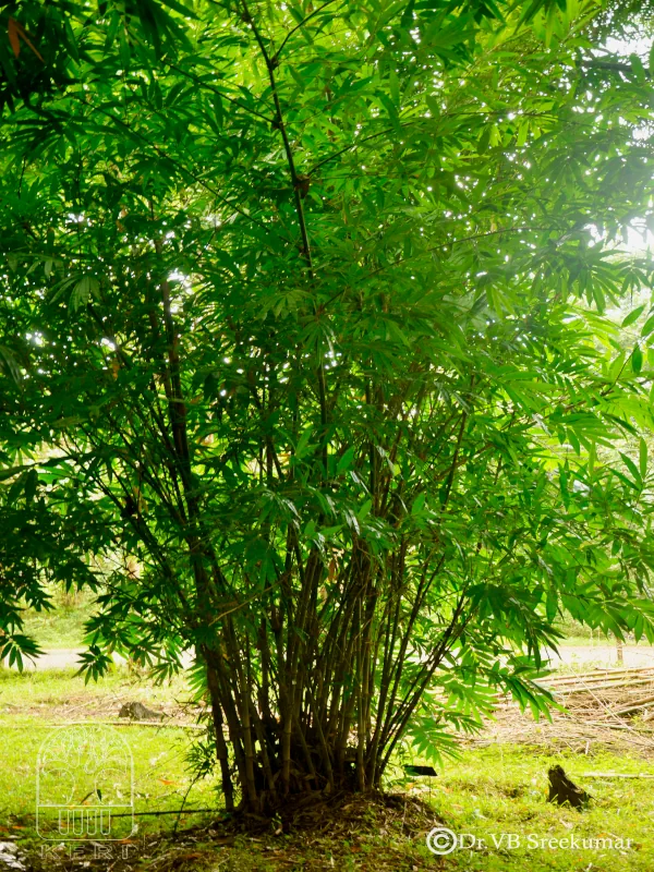 Dendrocalamus sikkimensis