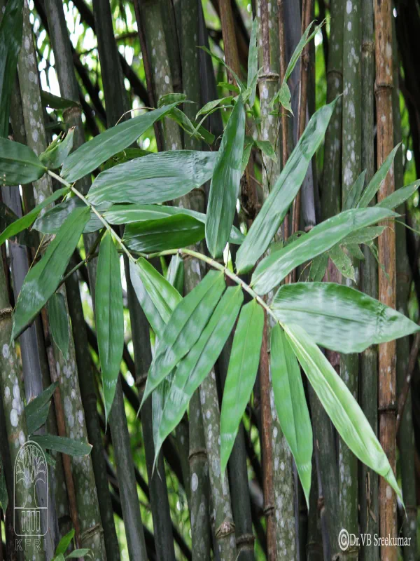 Dendrocalamus sikkimensis