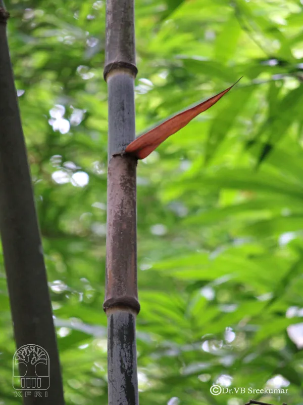 Dendrocalamus sikkimensis