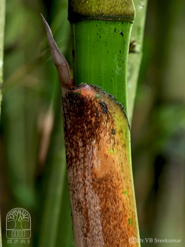 Gigantochloa albociliata