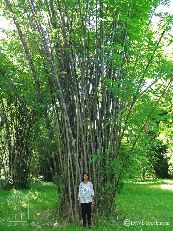 Gigantochloa atroviolacea