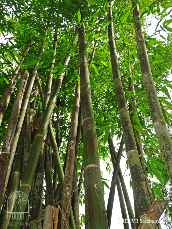 Gigantochloa atroviolacea