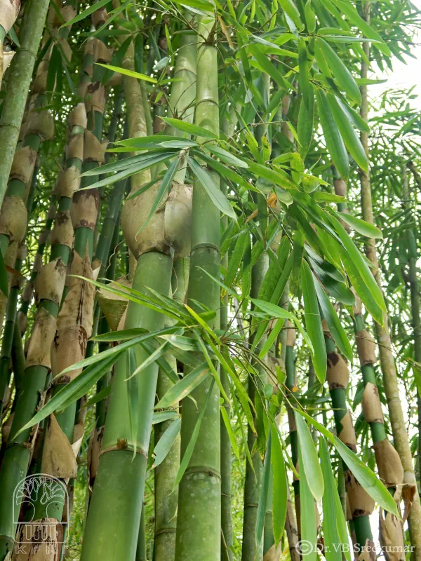 Gigantochloa nigrociliata