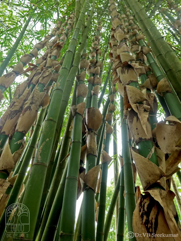 Gigantochloa nigrociliata