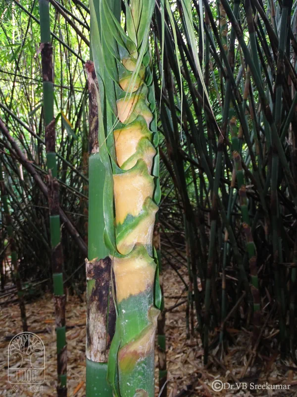 Melocanna baccifera