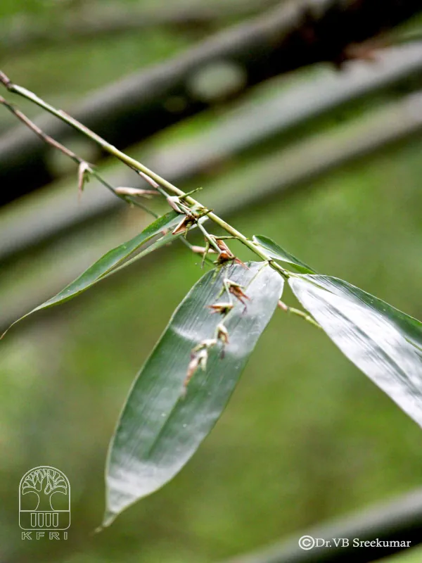 Oxytenanthera abyssinica