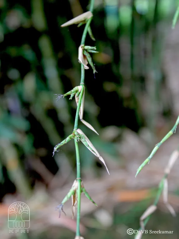 Oxytenanthera abyssinica