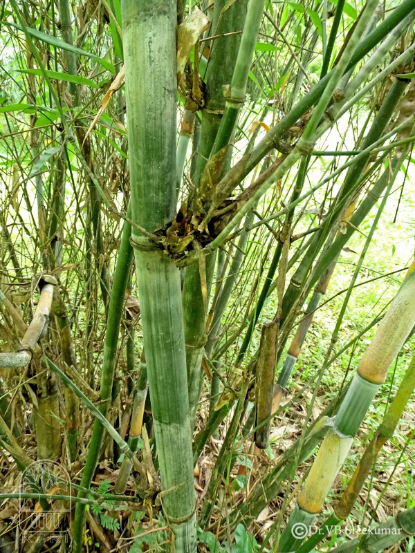 Oxytenanthera bourdillonii