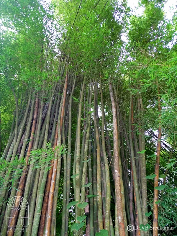 Thyrsostachys oliveri